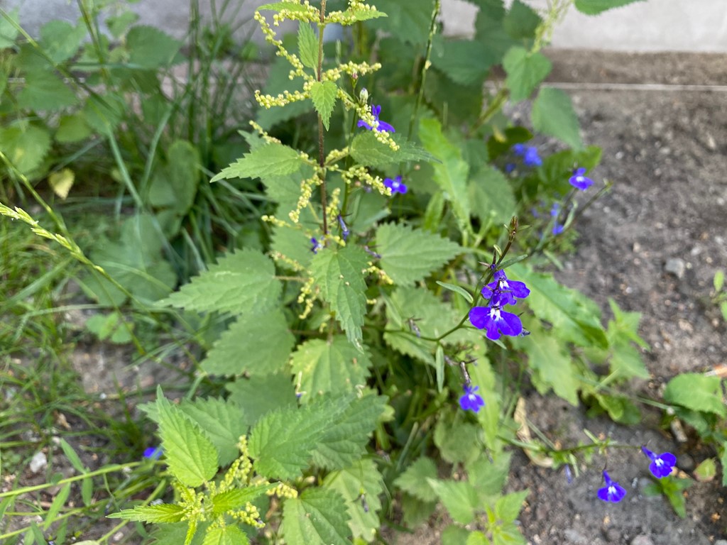 Kant-Lobelie (Lobelia erinus)