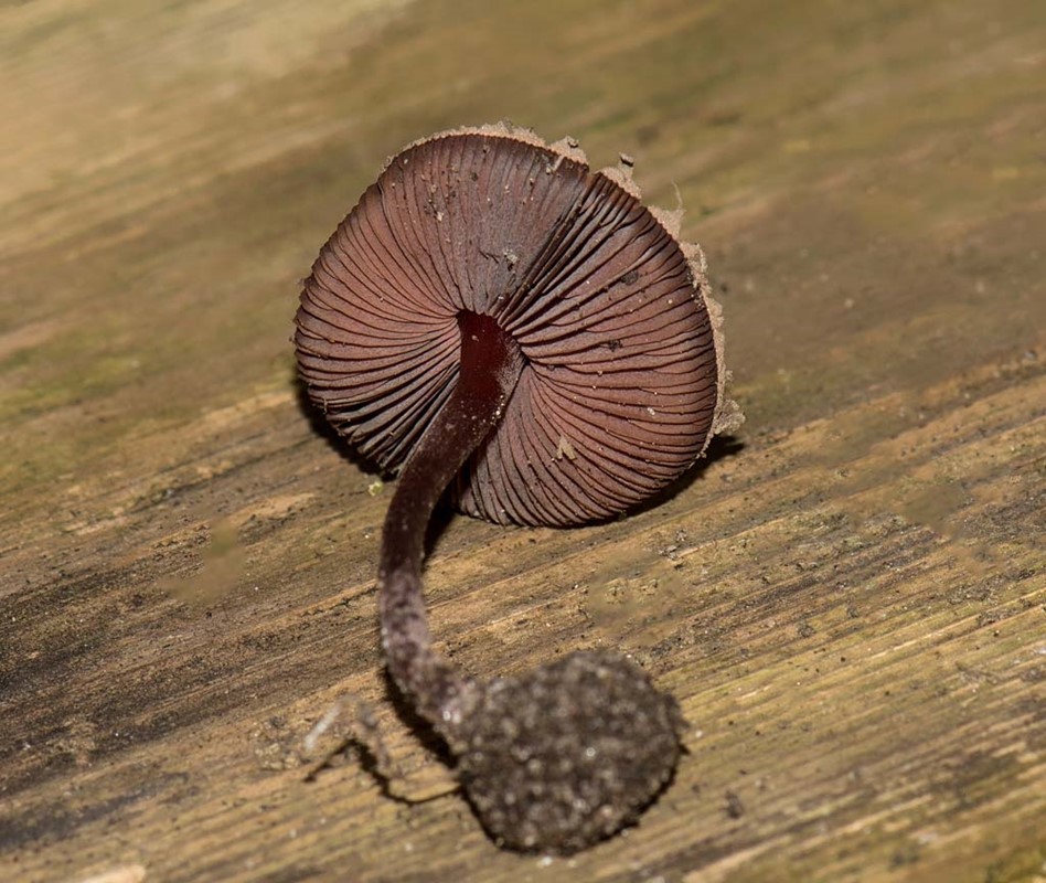 Sodet Parasolhat (Melanophyllum haematospermum)