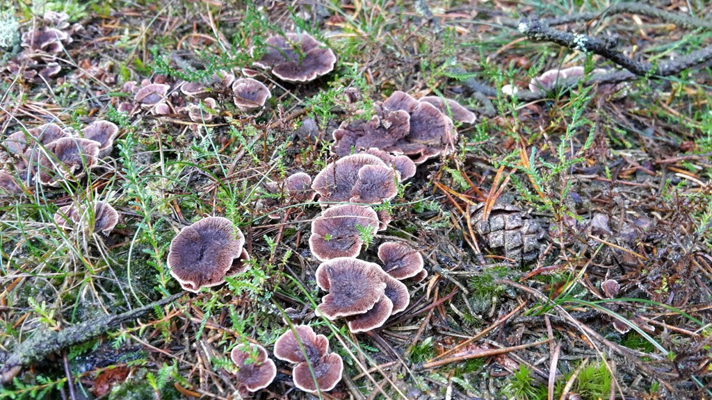 Hydnellum cumulatum (Hydnellum cumulatum)