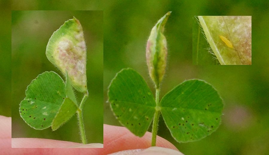 Jaapiella jaapiana (Jaapiella jaapiana)