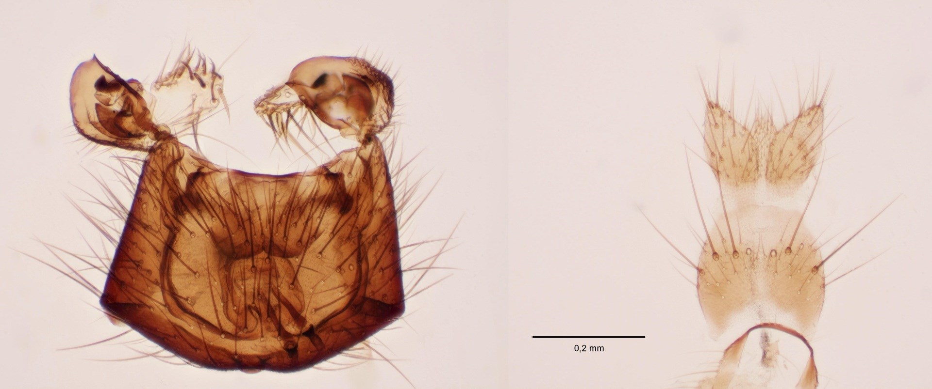 Trichonta vulgaris (Trichonta vulgaris)