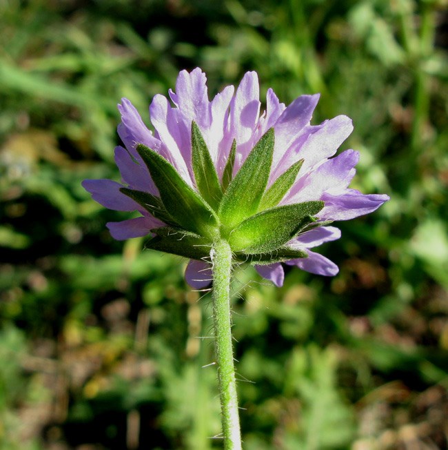 Blåhat (Knautia arvensis)