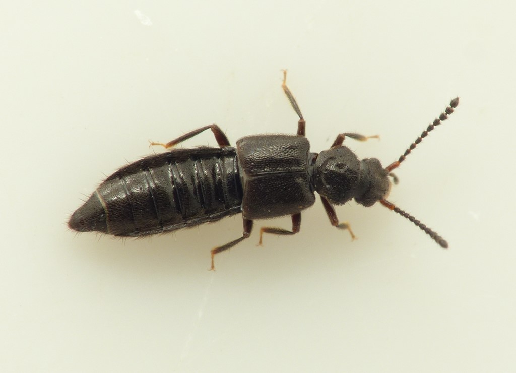 Thinodromus arcuatus (Thinodromus arcuatus)