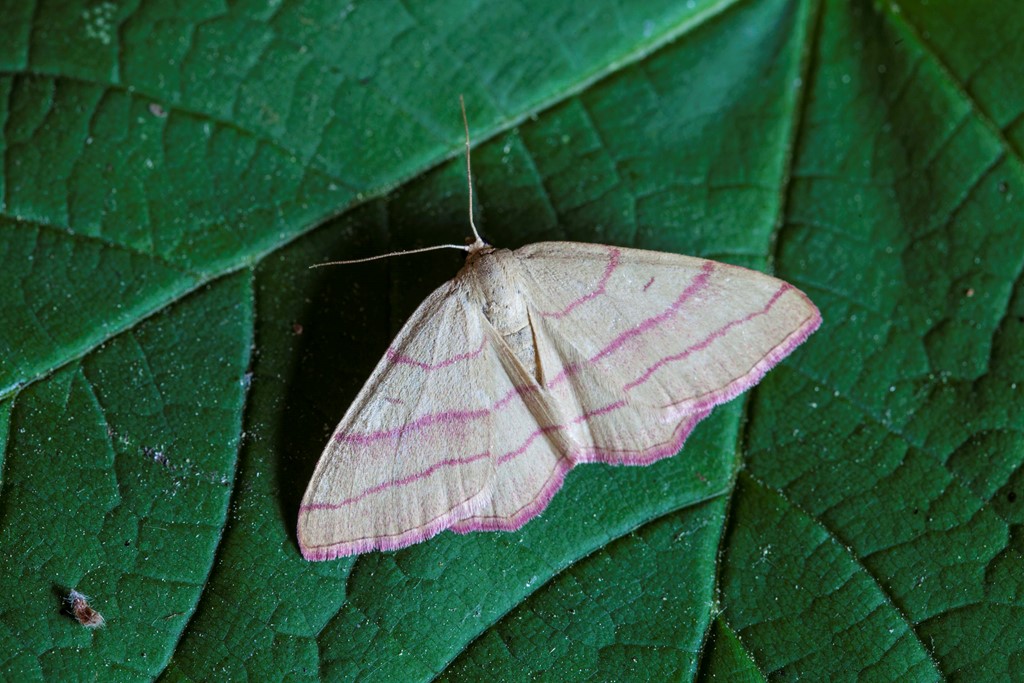 Lædermåler (Rhodostrophia vibicaria)
