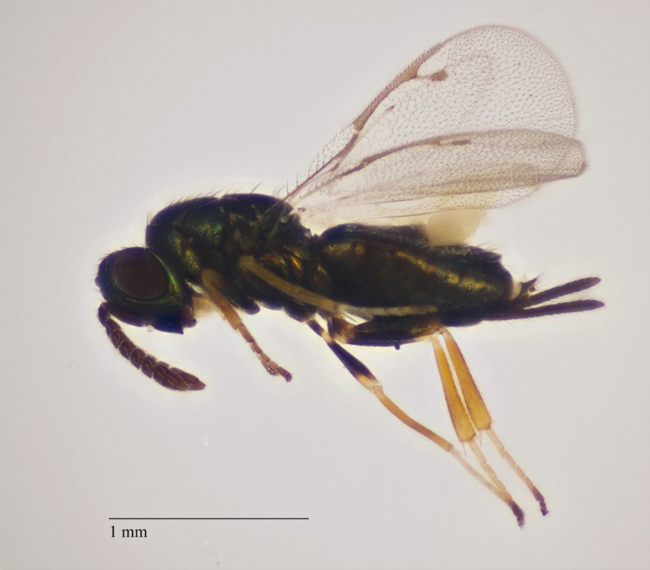 Gastrancistrus amaboeus (Gastrancistrus amaboeus)