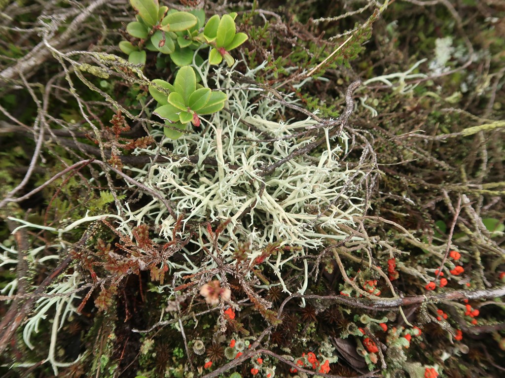 Grågul Bægerlav (Cladonia zopfii)