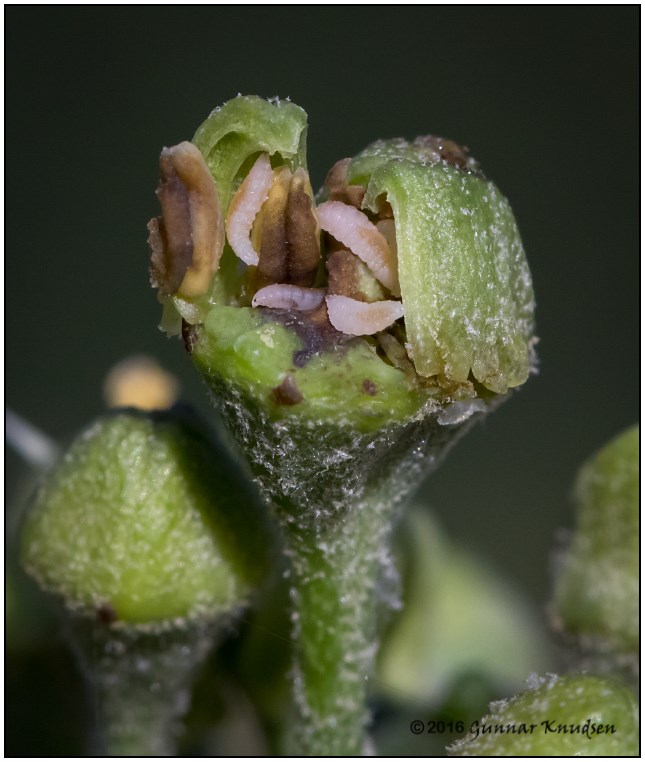 Vedbendgalmyg (Dasineura kiefferi)