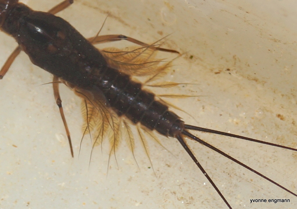 Leptophlebiidae ubest. (Leptophlebiidae indet.)