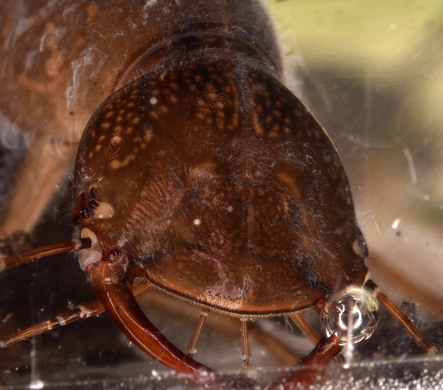 Dytiscus sp. (Dytiscus sp.)