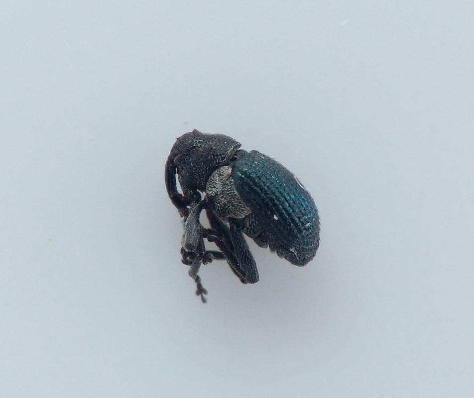 Ceutorhynchus pectoralis (Ceutorhynchus pectoralis)