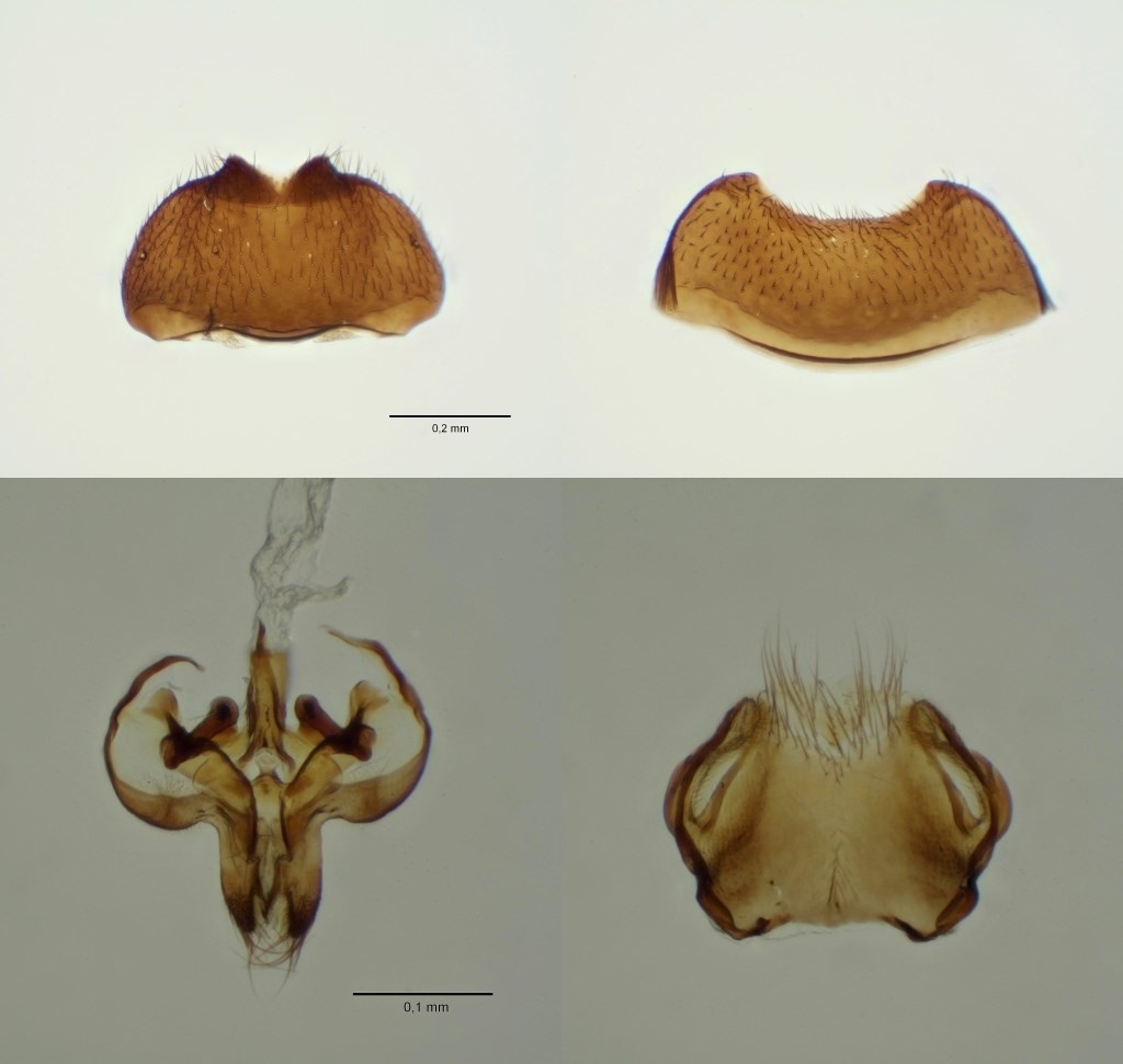 Thripomorpha bifida (Thripomorpha bifida)