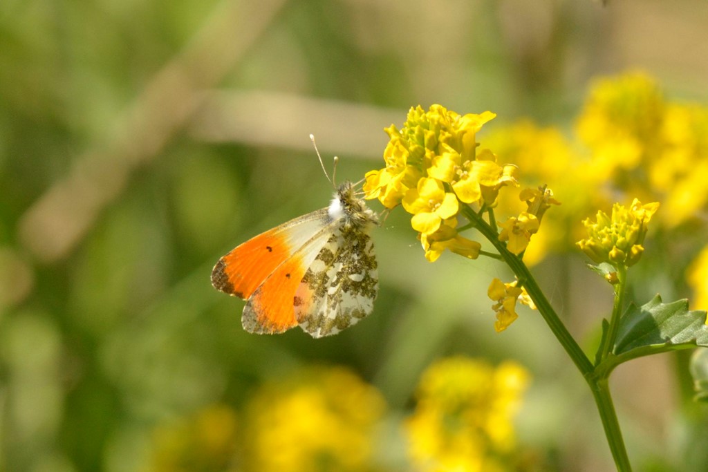 Aurora (Anthocharis cardamines)