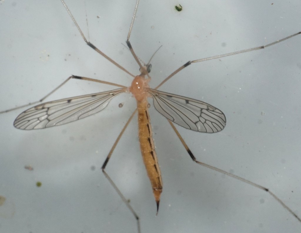 Phylidorea longicornis (Phylidorea longicornis)