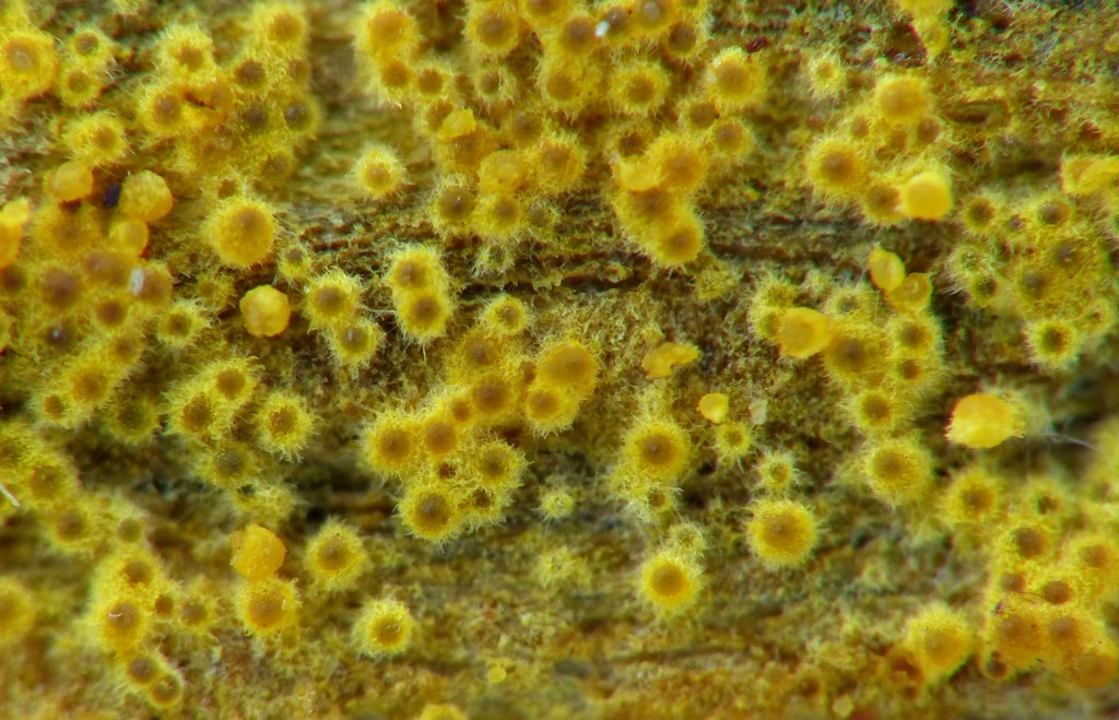 Chrysonectria finisterrensis (Chrysonectria finisterrensis)