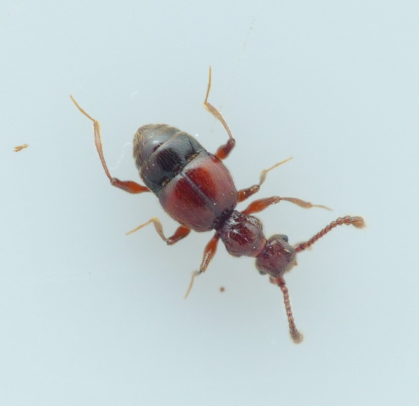 Batrisodes venustus (Batrisodes venustus)