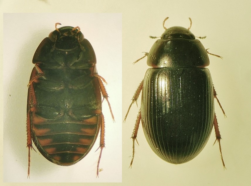 Hydrobius rottenbergii (Hydrobius rottenbergii)