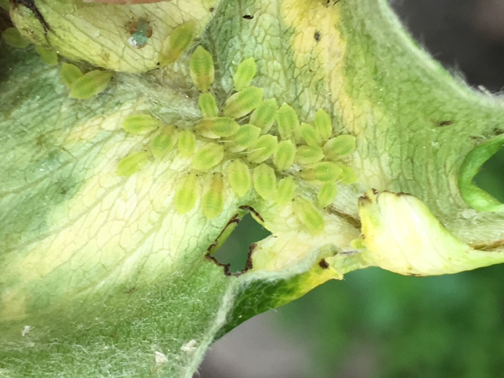 Følfodrodlus (Anuraphis farfarae)