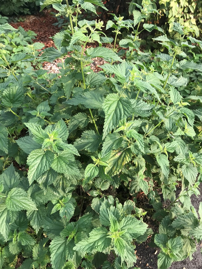 Stor Nælde (Urtica dioica)