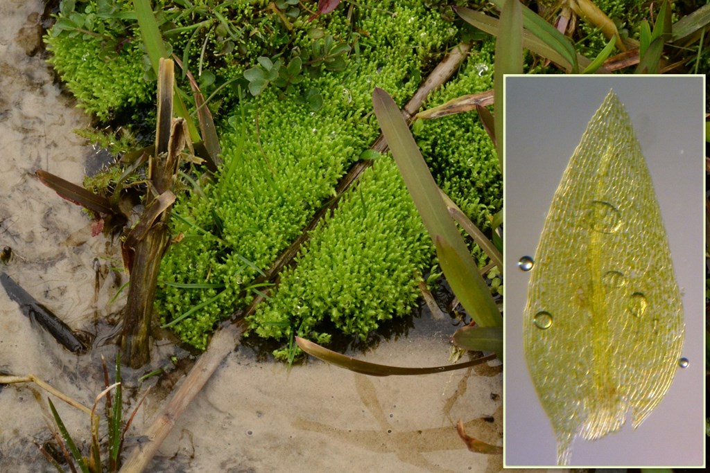 Lysegrøn Voksmos (Pohlia wahlenbergii)