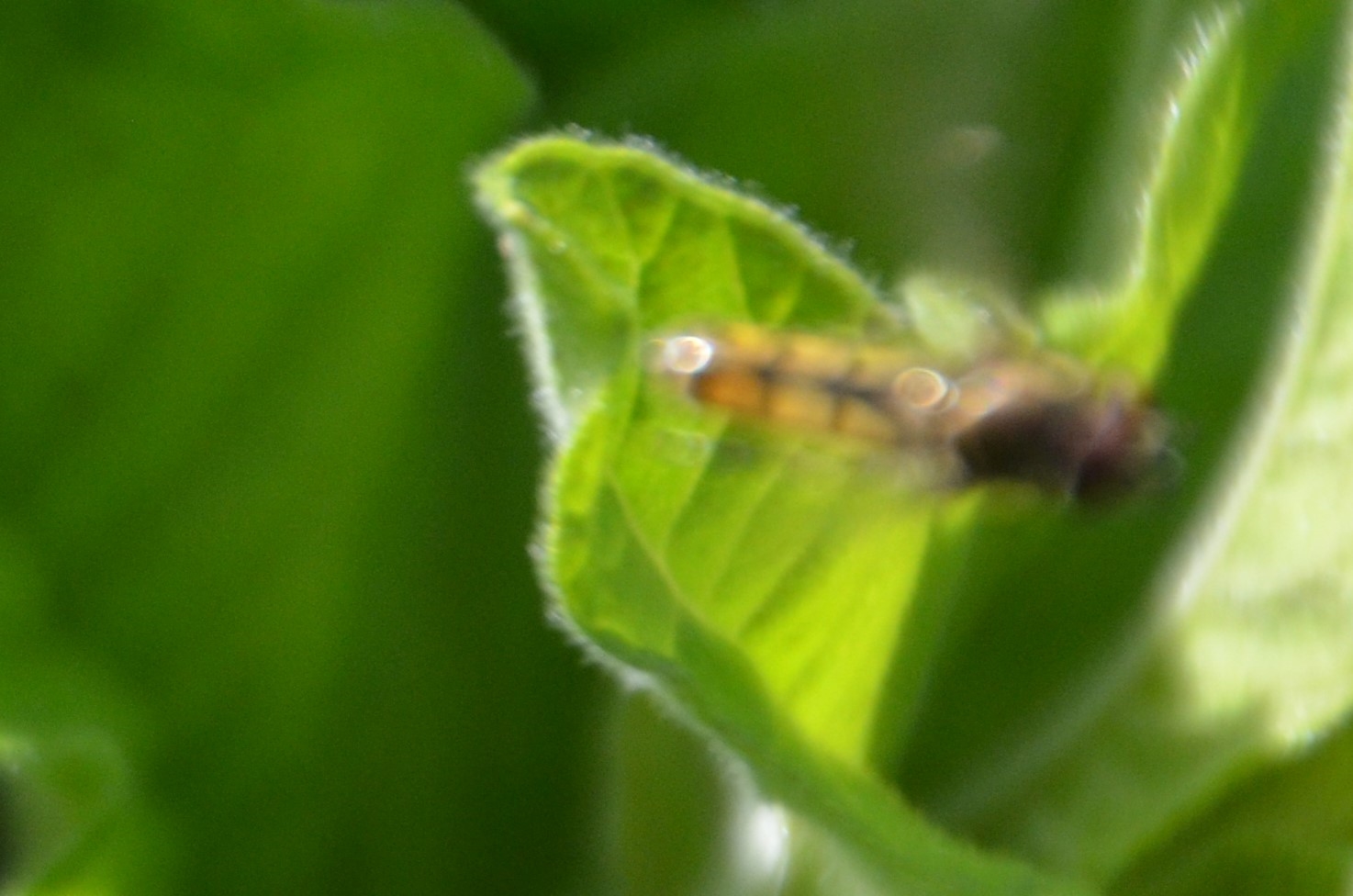 Mat Bredfodsflue (Platycheirus manicatus)