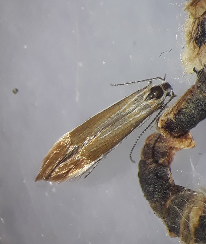 Coleophora discordella (Coleophora discordella)