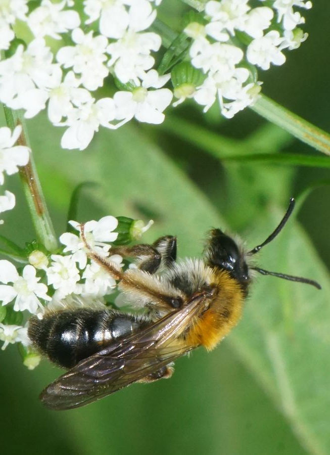 Hindbærjordbi (Andrena fucata)