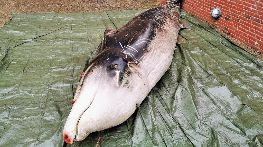 Småhovedet Hval (Ziphius cavirostris)