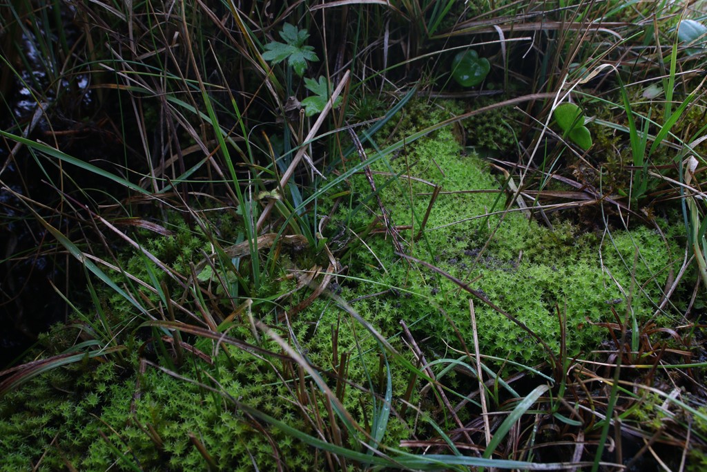 Kæmpe Skævkapsel (Dichodontium palustre)