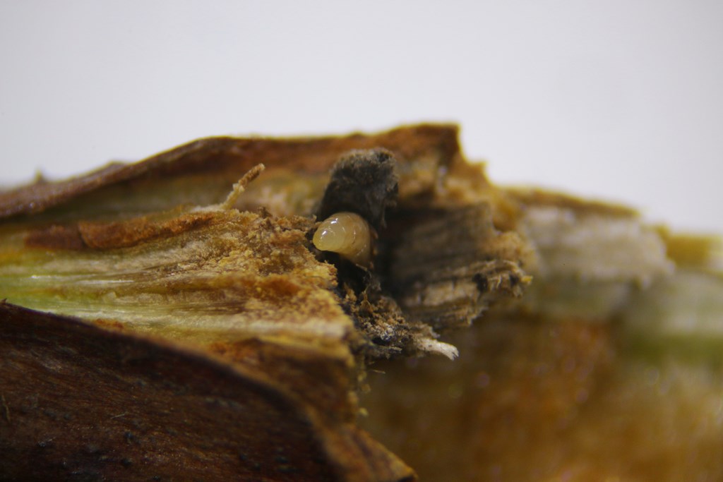 Aprostocetus rubicola (Aprostocetus rubicola)