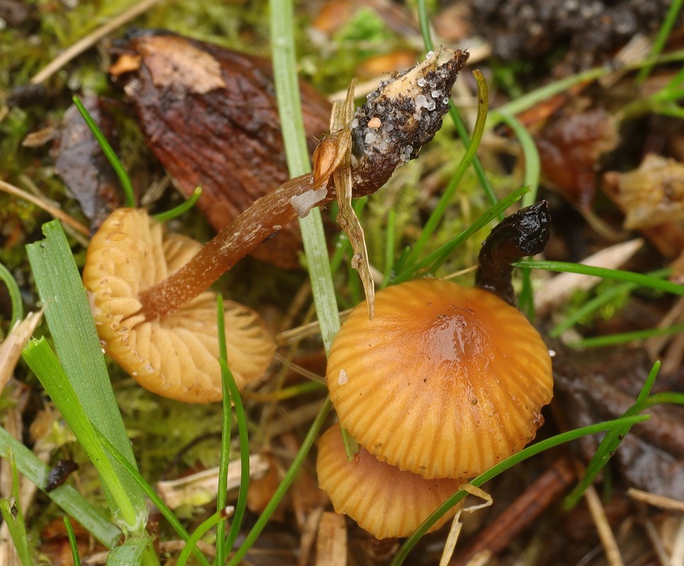 Dværg-Hjelmhat (Galerina nana)