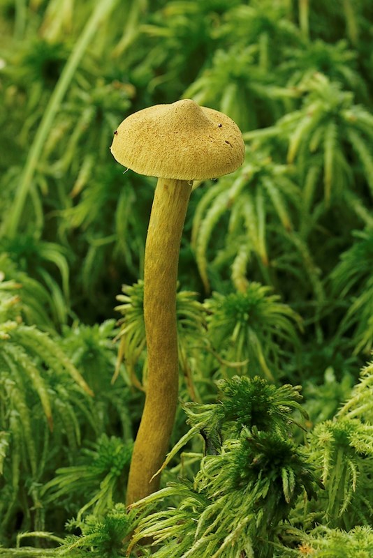 Cortinarius tubarius (Cortinarius tubarius)