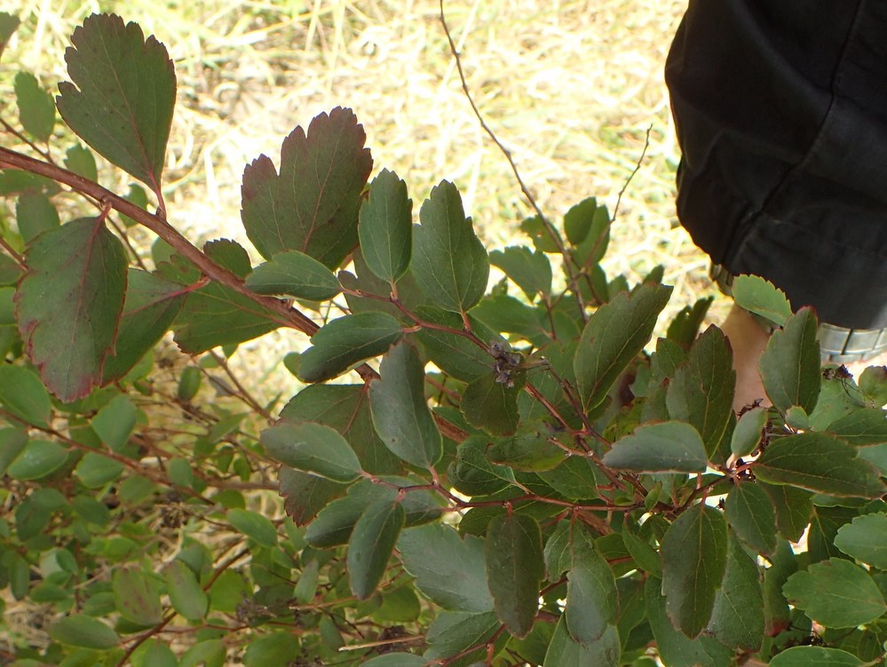 Kvast-Spiræa (Spiraea chamaedryfolia)