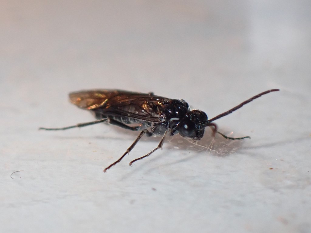 Empria sp. (Empria sp.)