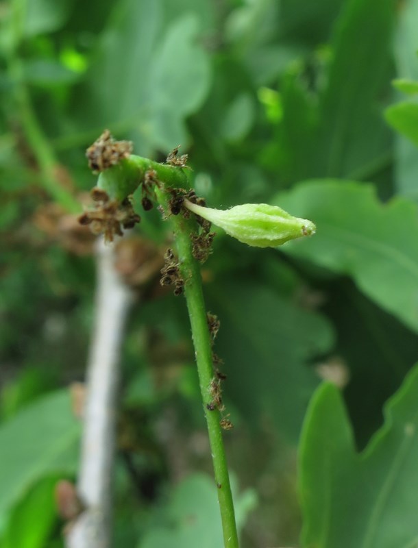 Andricus seminationis (Andricus seminationis)
