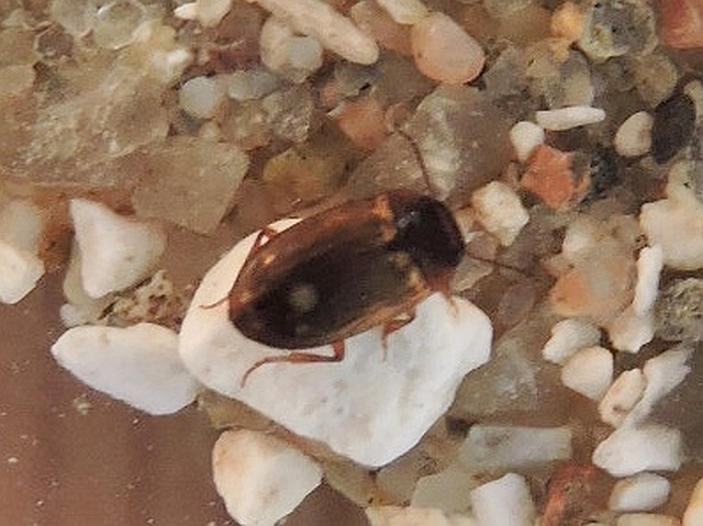 Hydroporus obsoletus (Hydroporus obsoletus)