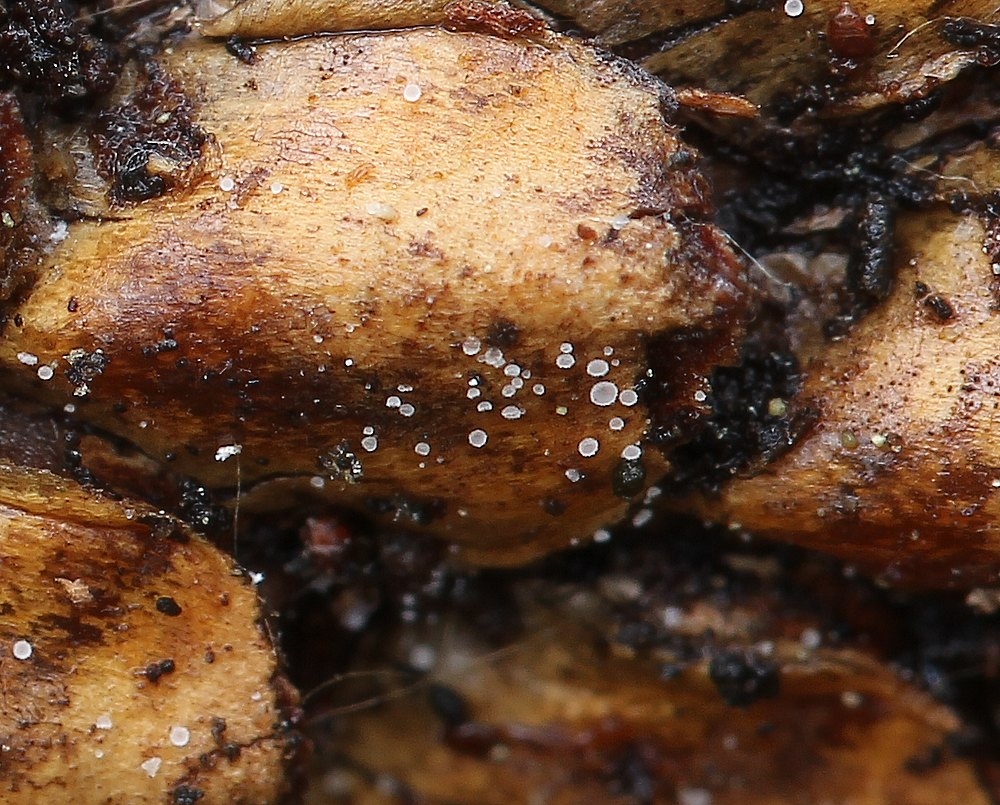 Kogle-Hårskive (Hamatocanthoscypha laricionis)