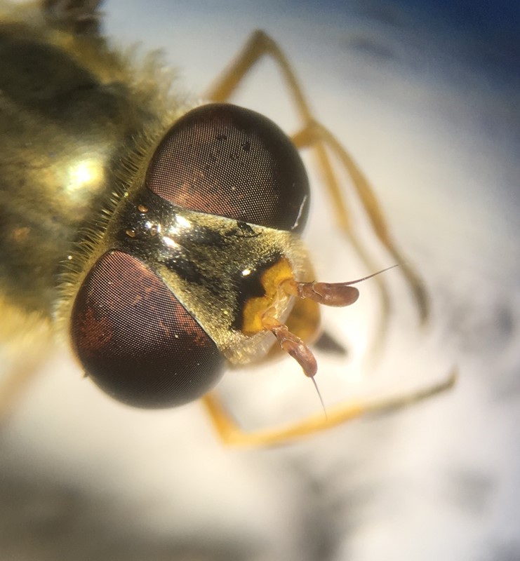 Sortfodet Busksvirreflue (Parasyrphus nigritarsis)