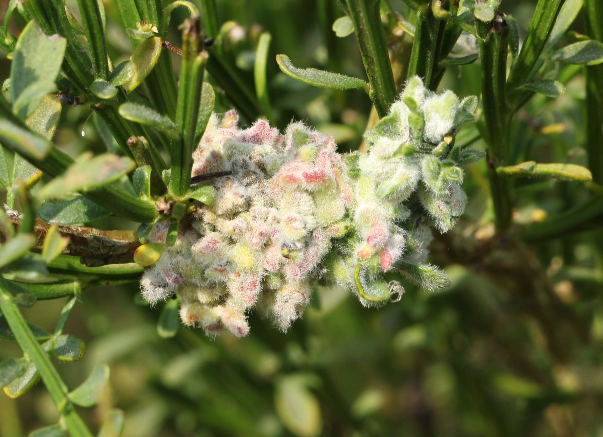 Aceria genistae (Aceria genistae)