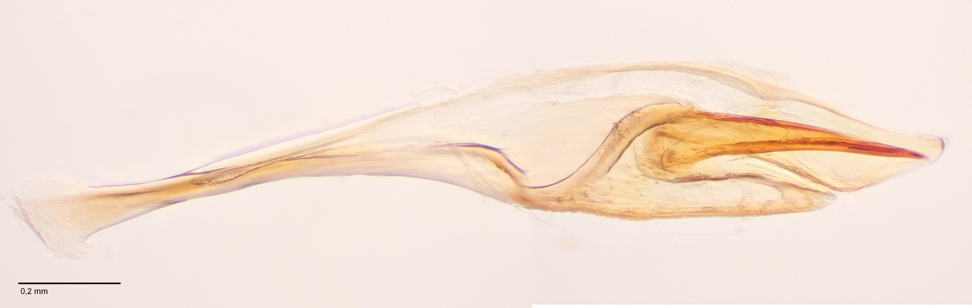 Euura clitellata (Euura clitellata)