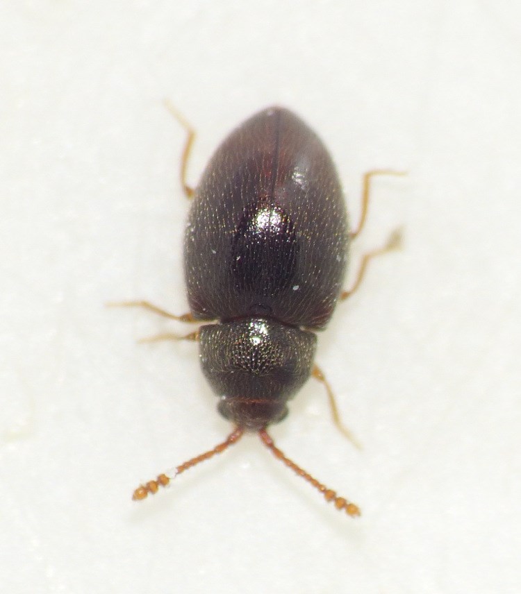 Atomaria turgida (Atomaria turgida)