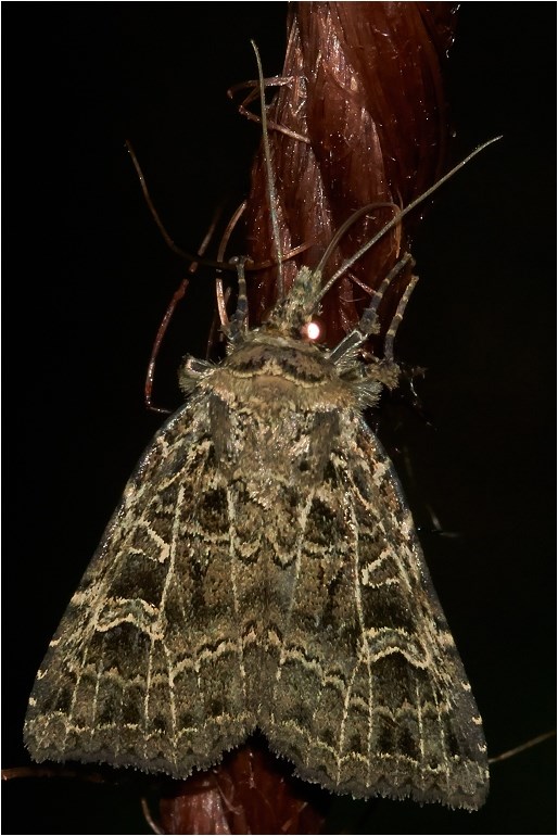 Netugle (Naenia typica)