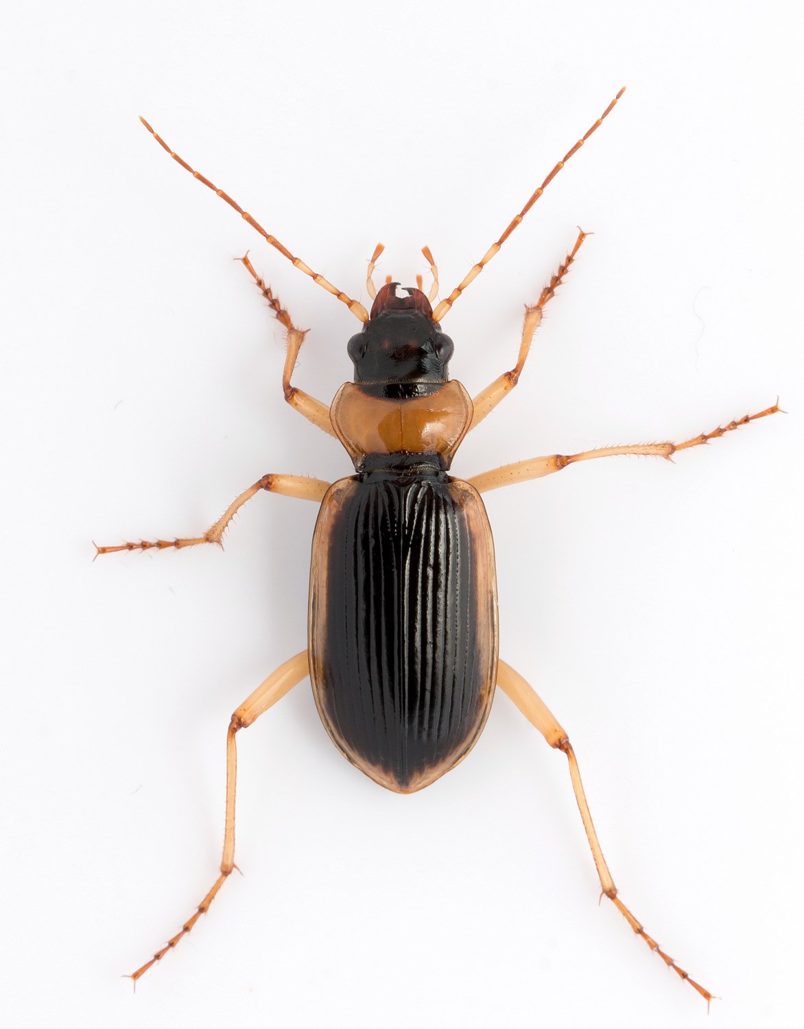 Gulrandet Fladløber (Nebria livida)