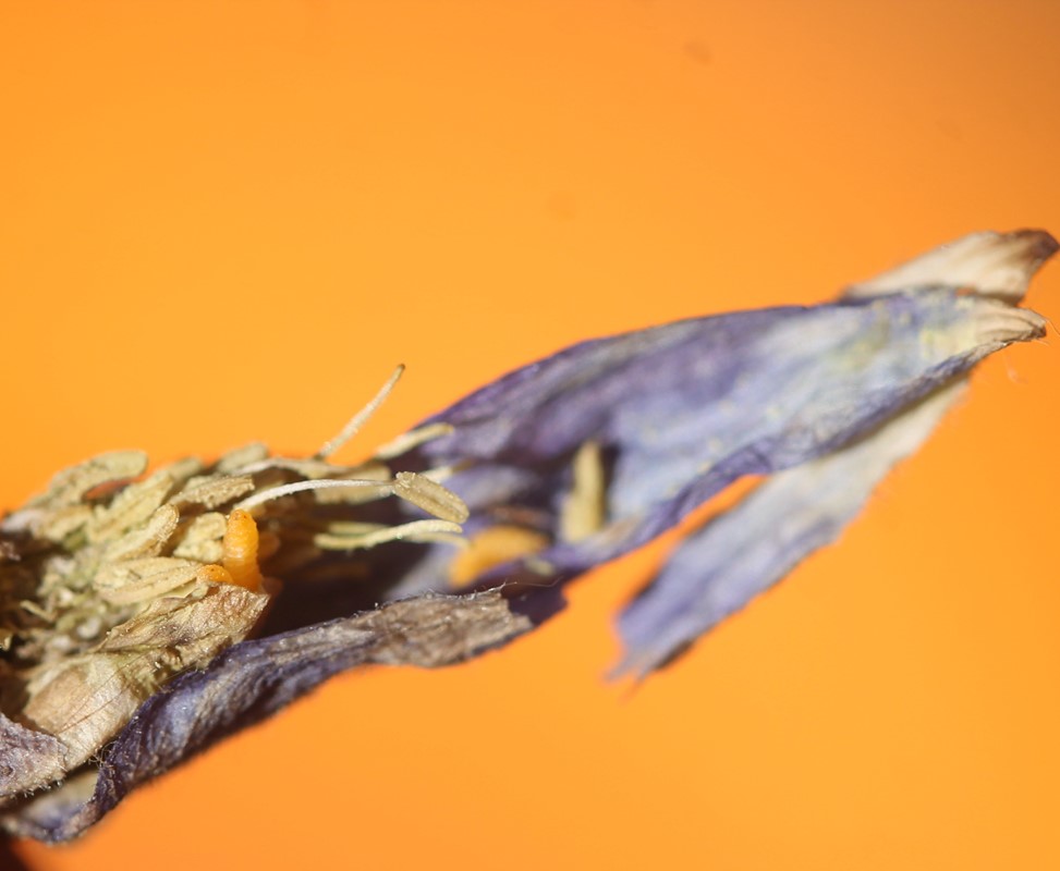 Akelejegalmyg (Macrolabis aquilegiae)