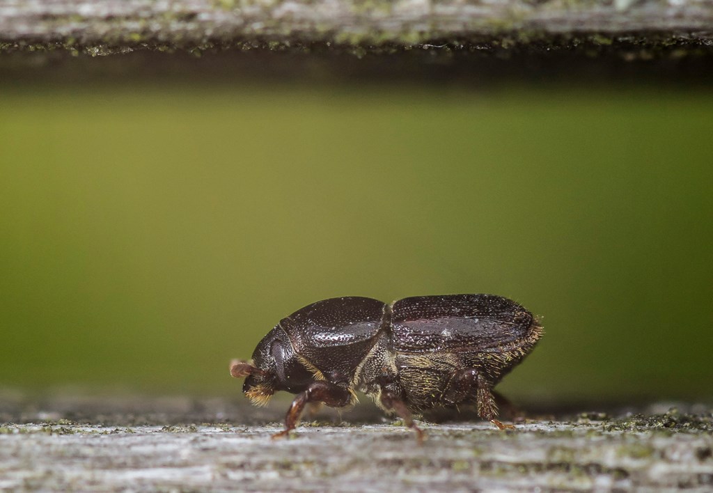 Stor Æblebarkbille (Scolytus mali)