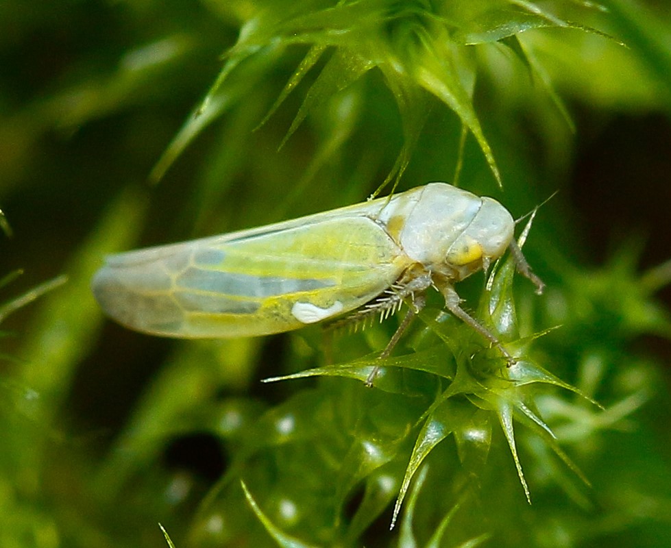 Wagneripteryx germari (Wagneripteryx germari)