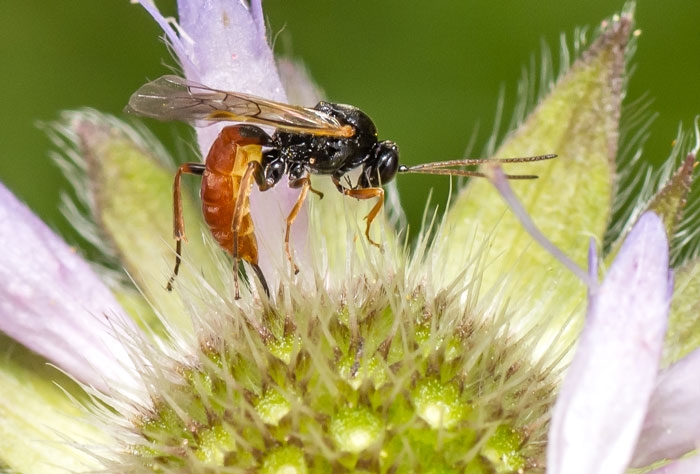 Rød Blåhatsnyltehveps (Stilbops ruficornis)