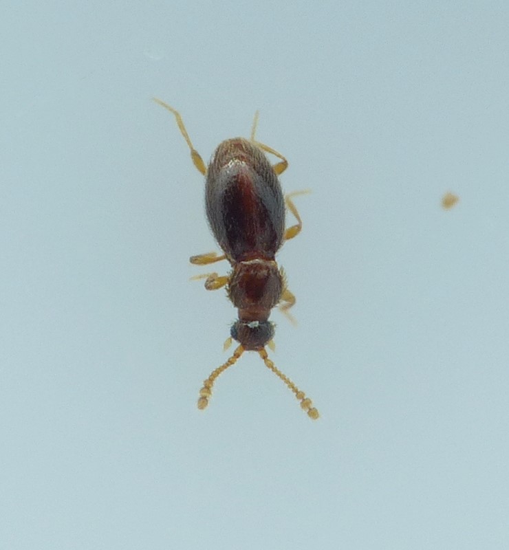 Microscydmus minimus (Microscydmus minimus)