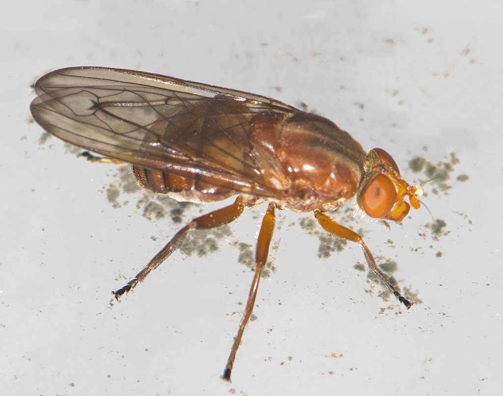 Panzers Træsaftsvirreflue (Brachyopa panzeri)