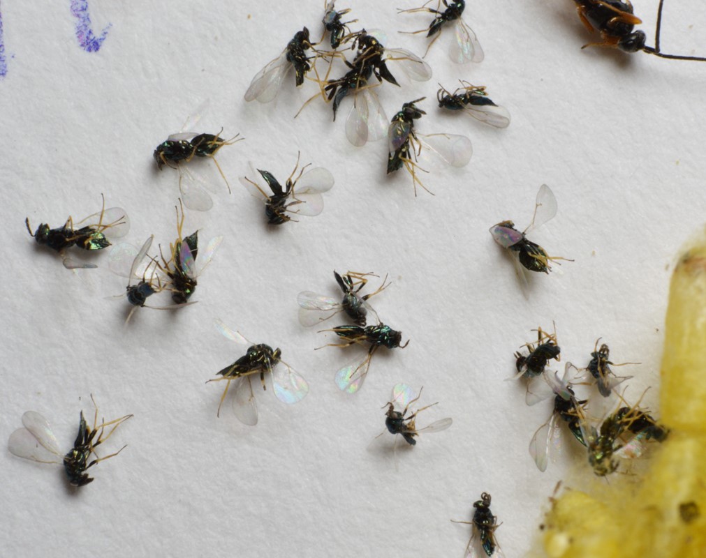 Baryscapus galactopus (Baryscapus galactopus)