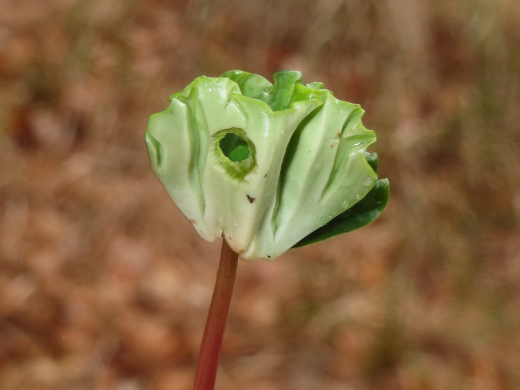 Bøg (Fagus sylvatica)